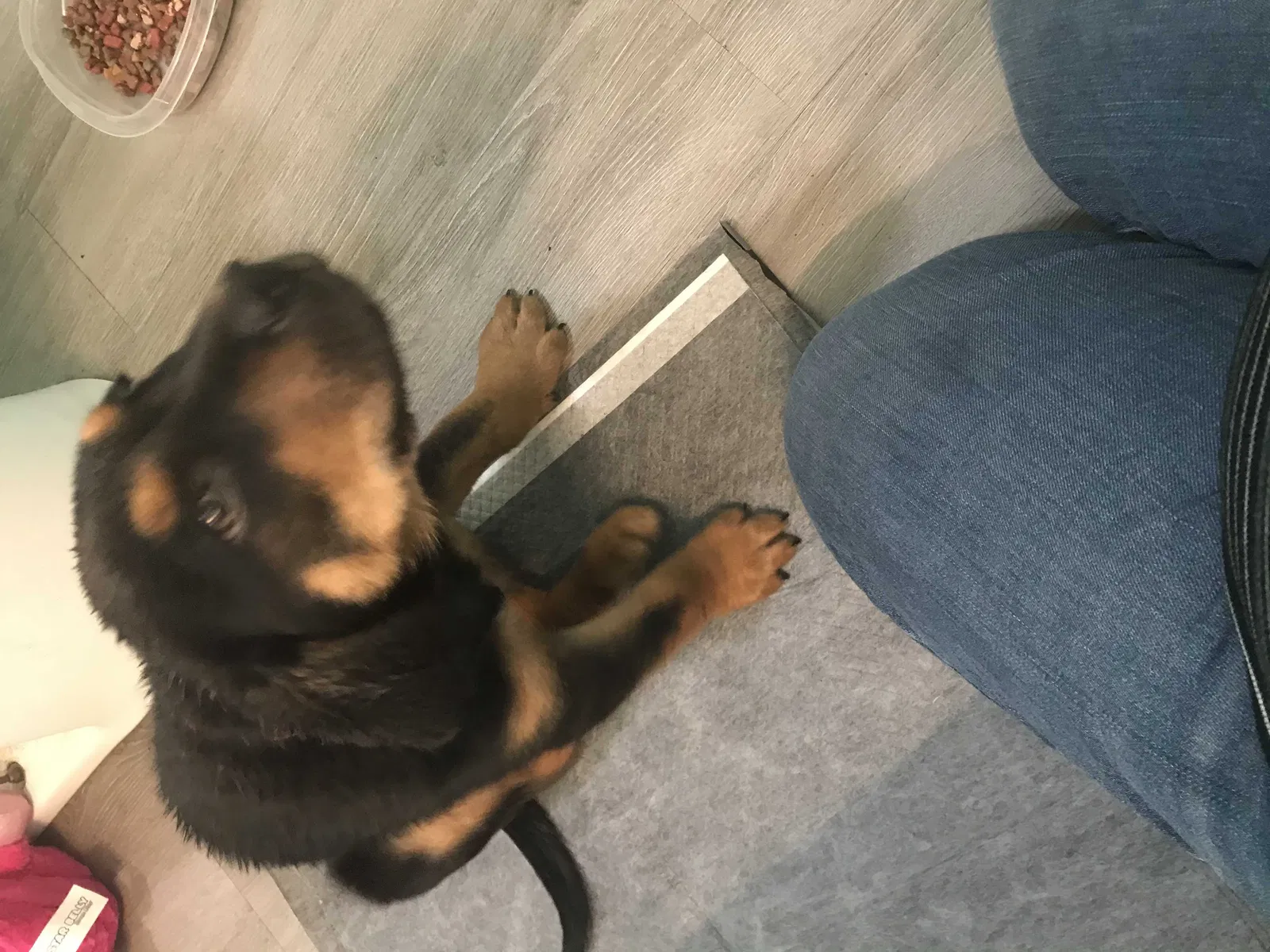 Found dog in Shallotte, NC, 28470