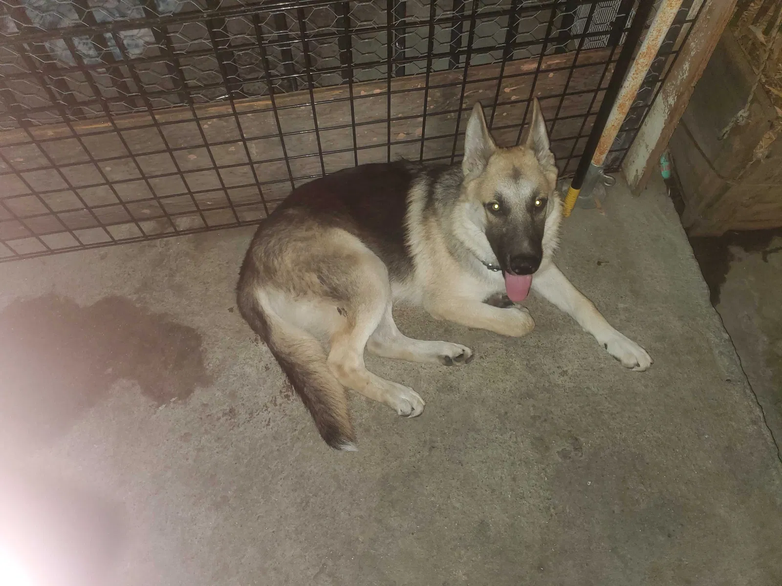 Lost dog in Los Angeles, CA, 90002