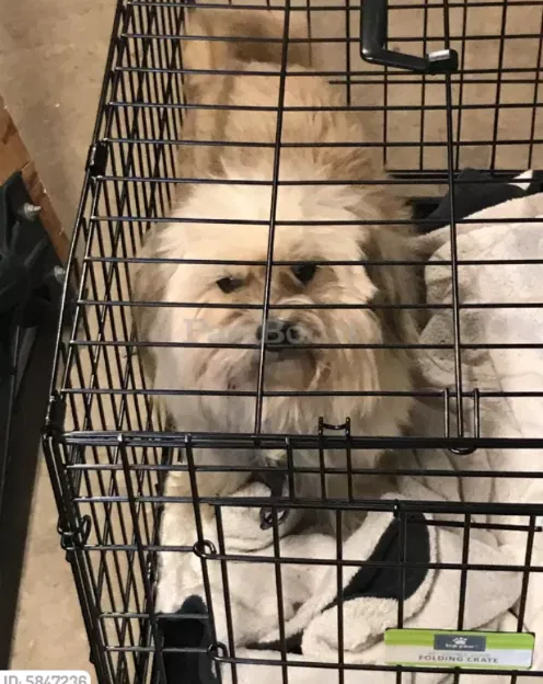 Lost dog in Johnson City, TN, 37601