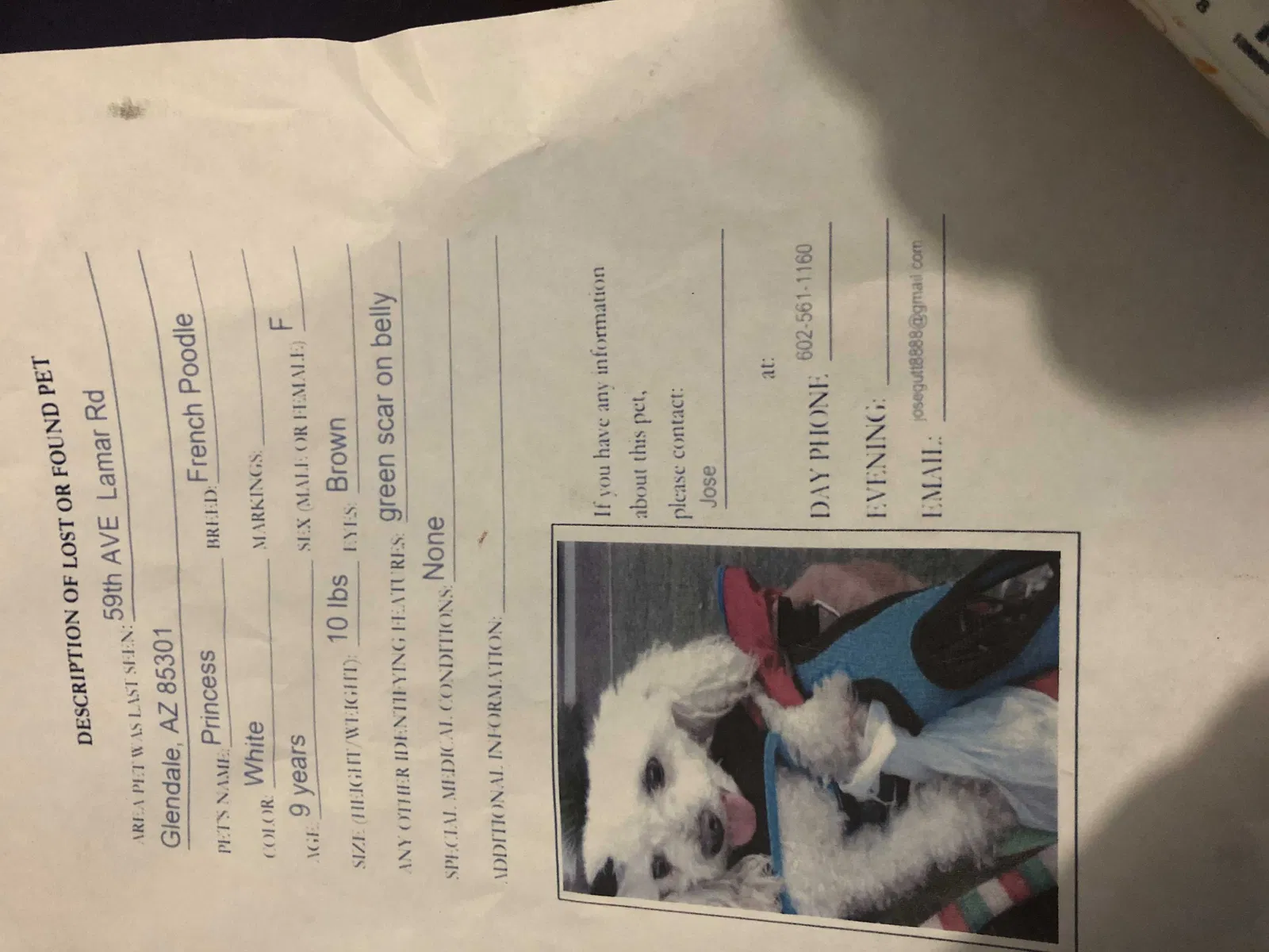 Lost dog in Glendale, AZ, 85301