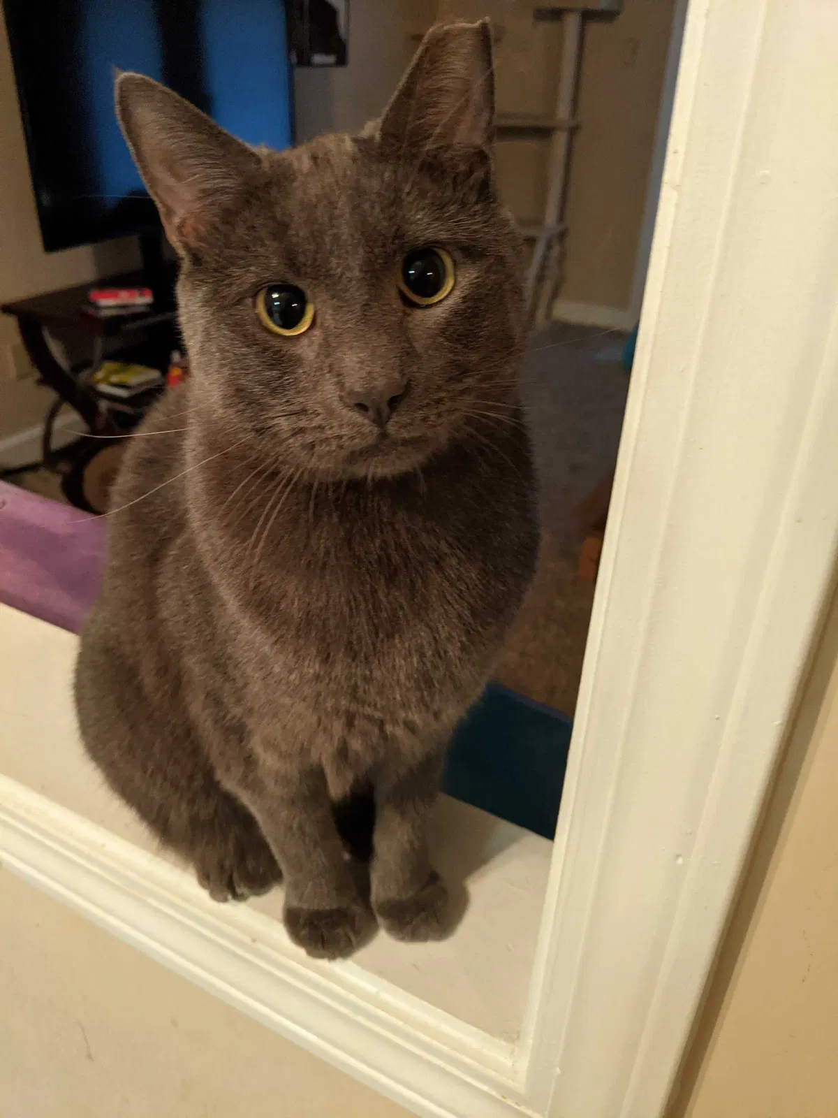 Lost cat in Spartanburg, SC, 29301
