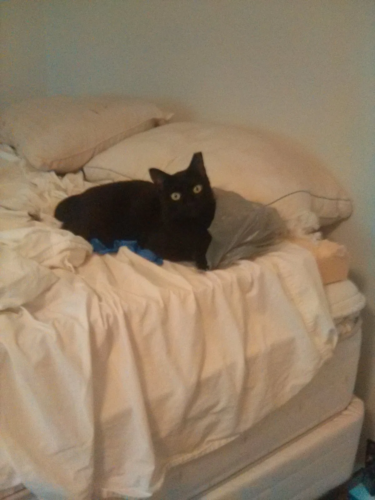 Lost cat in New Orleans, LA, 70124