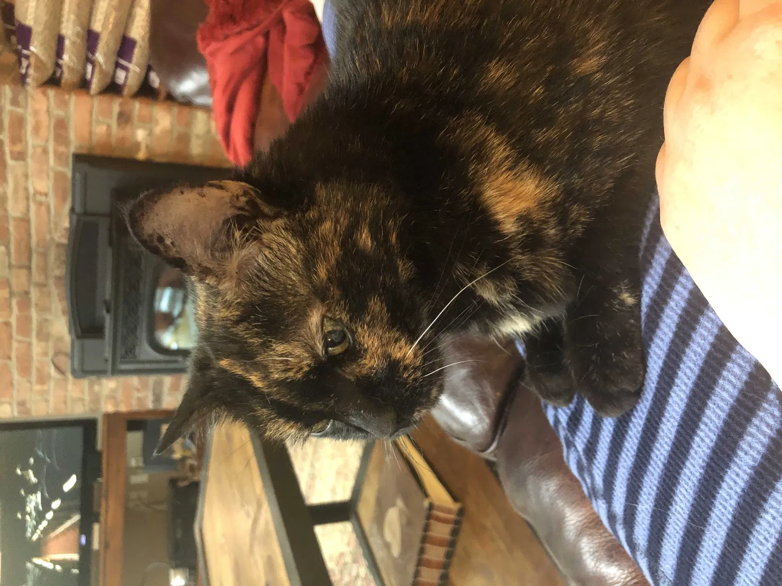 Lost cat in Brimfield, MA, 1010