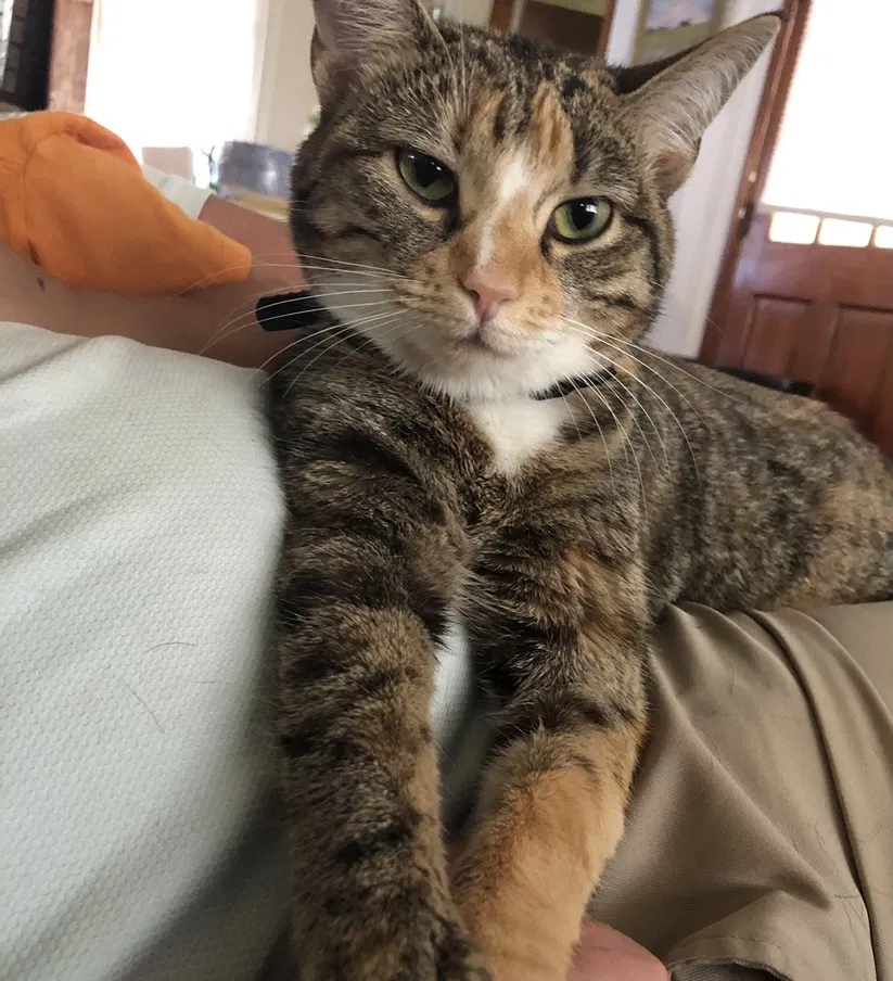 Lost cat in Alcoa, TN, 37701