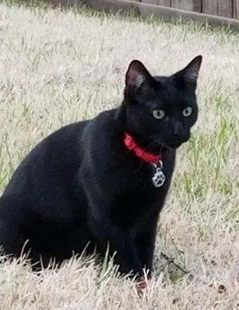 Lost cat in Greenville, SC, 29615