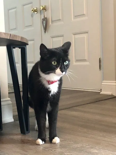 Lost cat in Bethel Park, PA, 15102