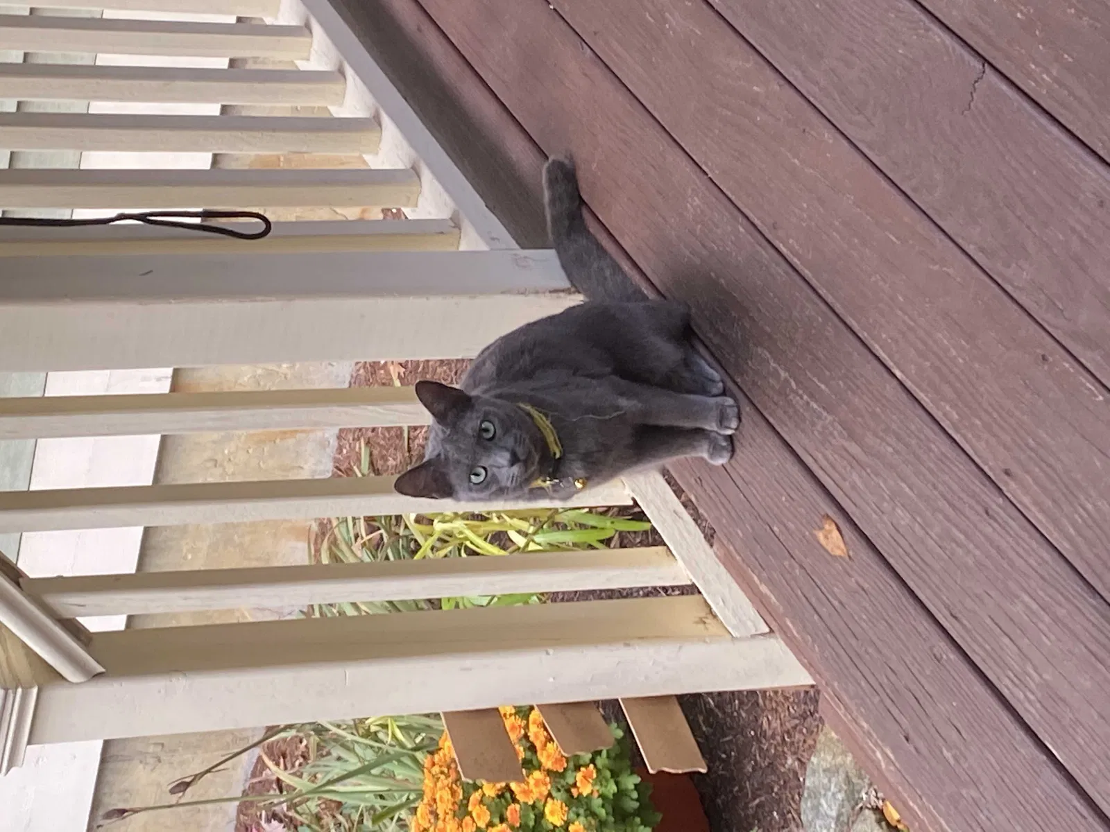 Lost cat in Coventry, CT, 6238