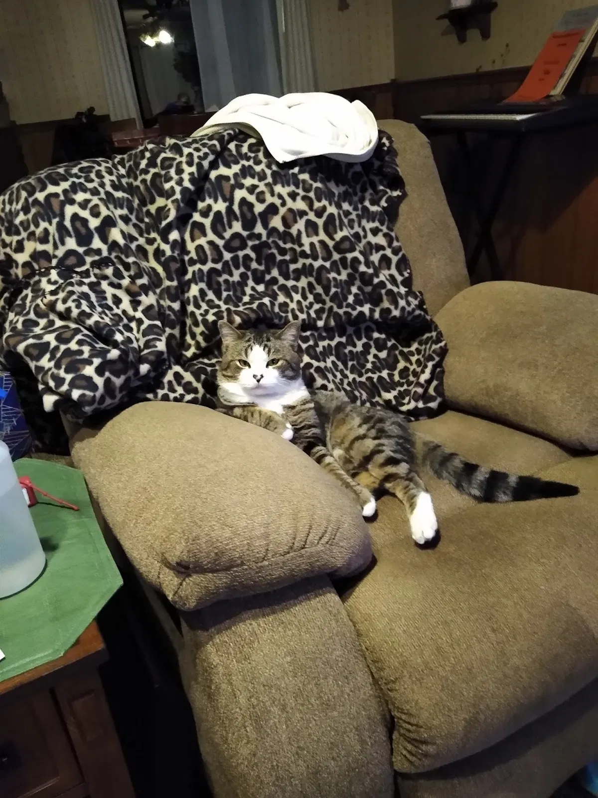 Lost cat in Wichita, KS, 67205