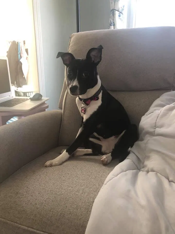 Lost dog in Brighton, MI, 48114