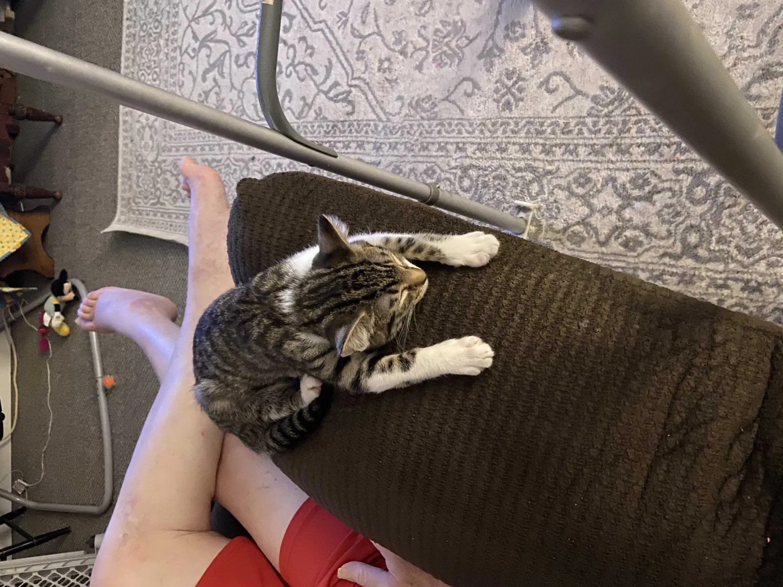 Lost cat in Norwood, PA, 19074