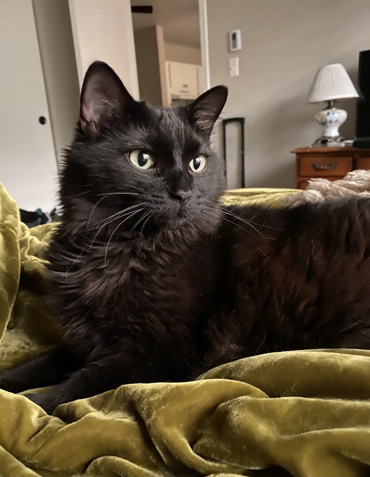 Lost cat in Fort Wayne, IN, 46805