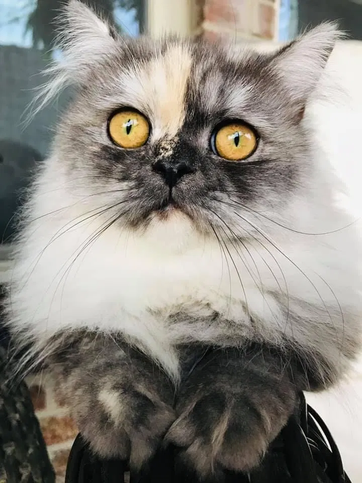 Lost cat in Shreveport, LA, 71106