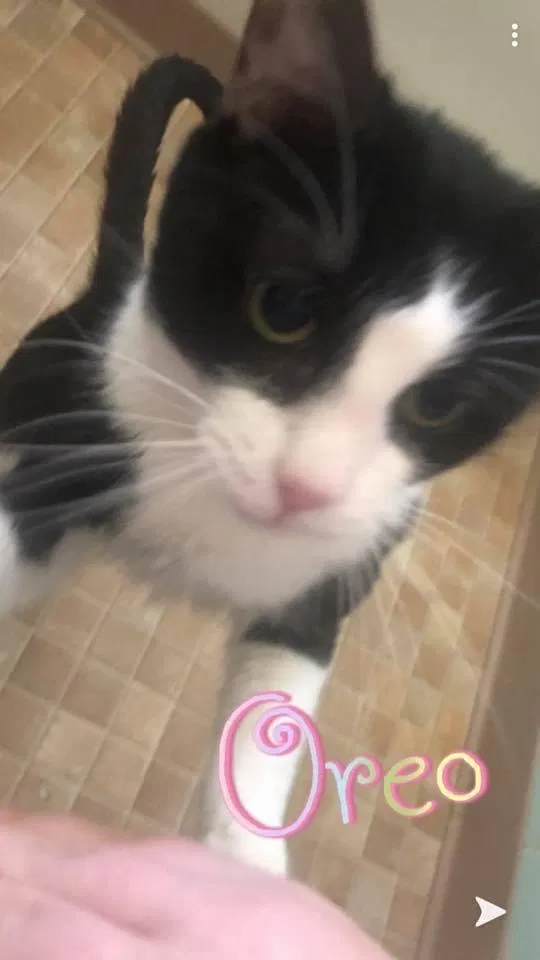 Lost cat in Dayton, OH, 45406