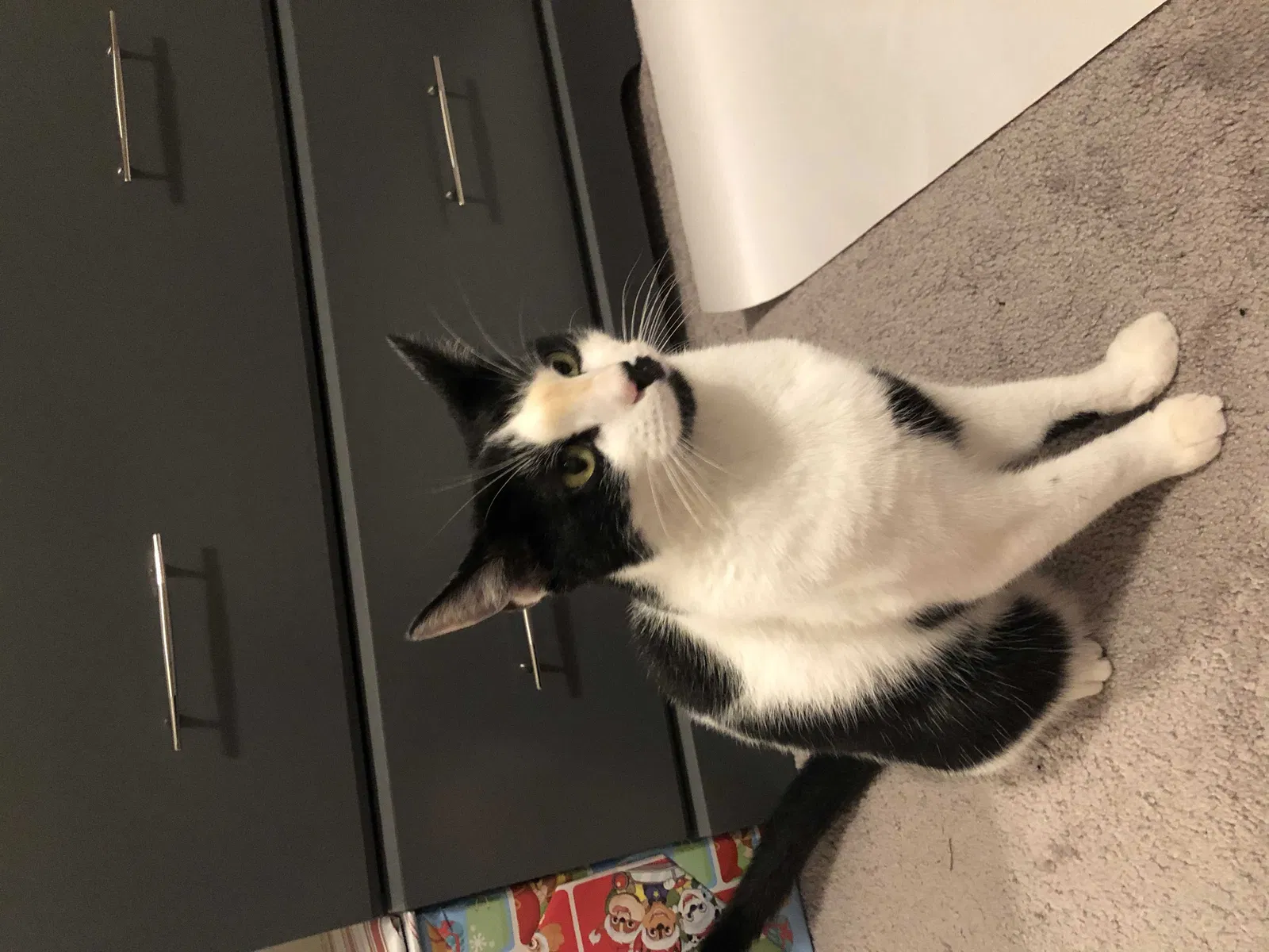 Lost cat in Cumming, GA, 30040