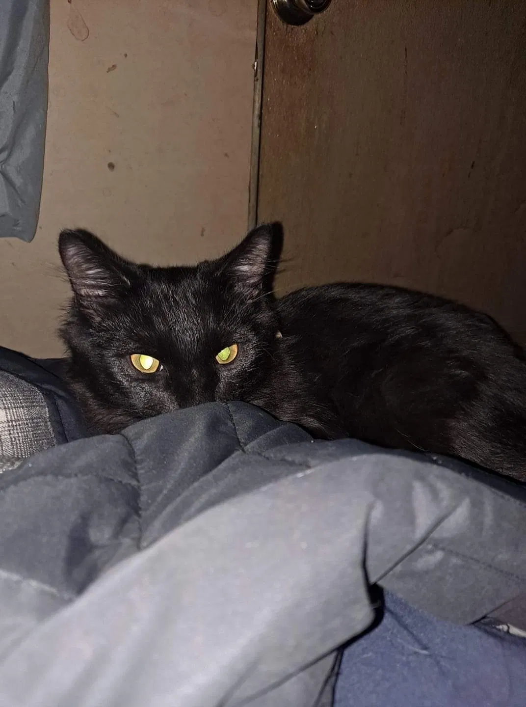 Lost cat in Eugene, OR, 97403