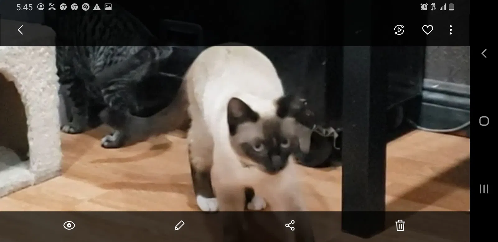 Lost cat in Wilmington, CA, 90744