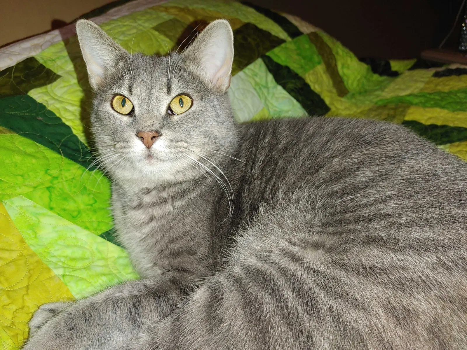 Lost cat in Covington, KY, 41011