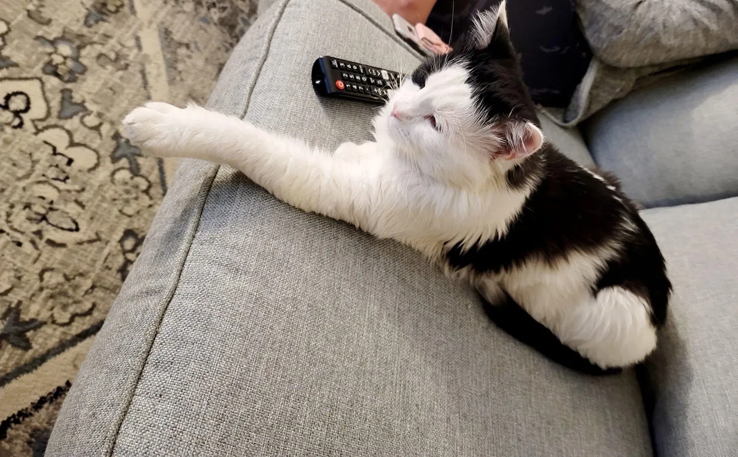 Lost cat in Aurora, CO, 80015