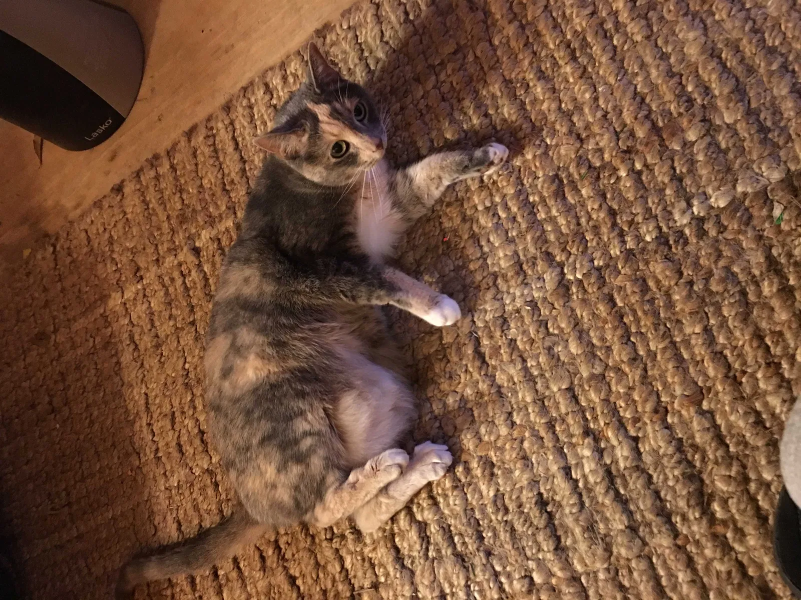 Lost cat in Myrtle Beach, SC, 29579