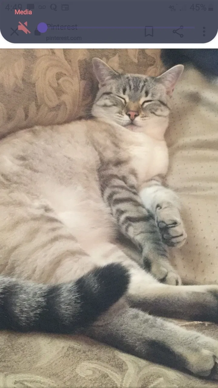 Lost cat in Summerville, SC, 29483
