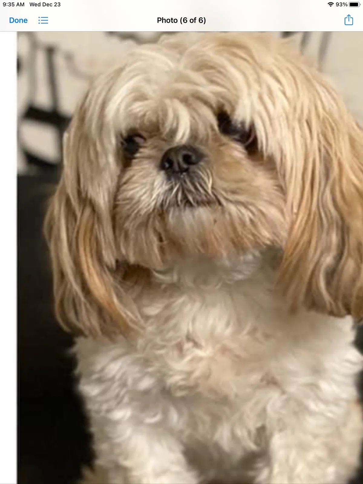 Lost dog in Mckinney, TX, 75070