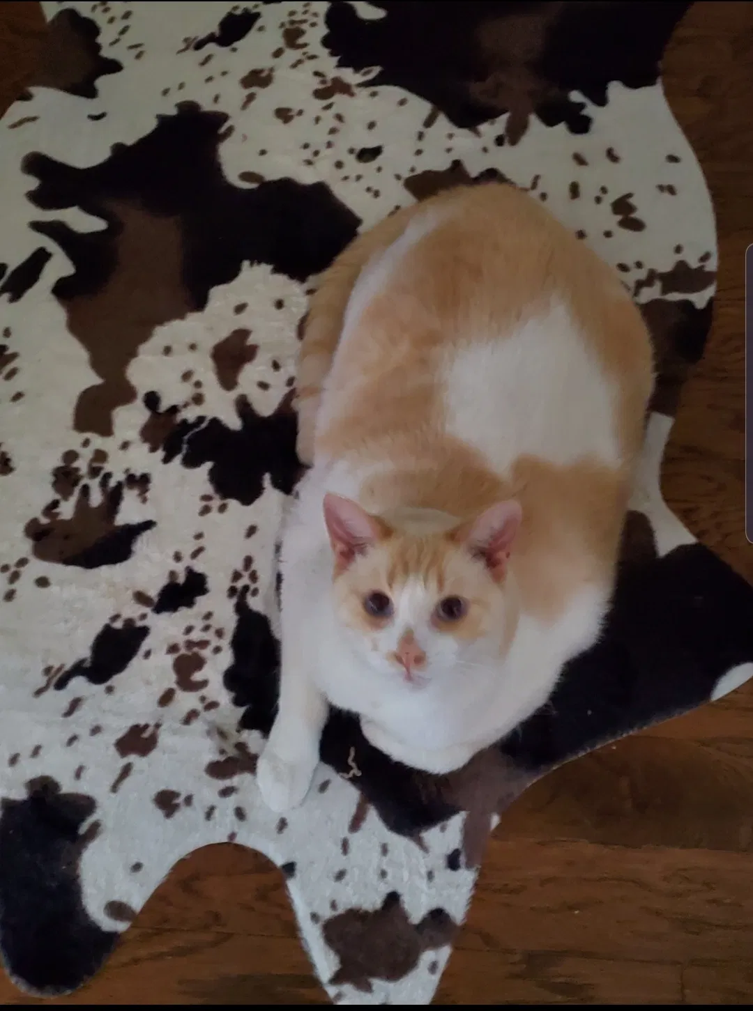 Lost cat in Whitehouse, TX, 75791
