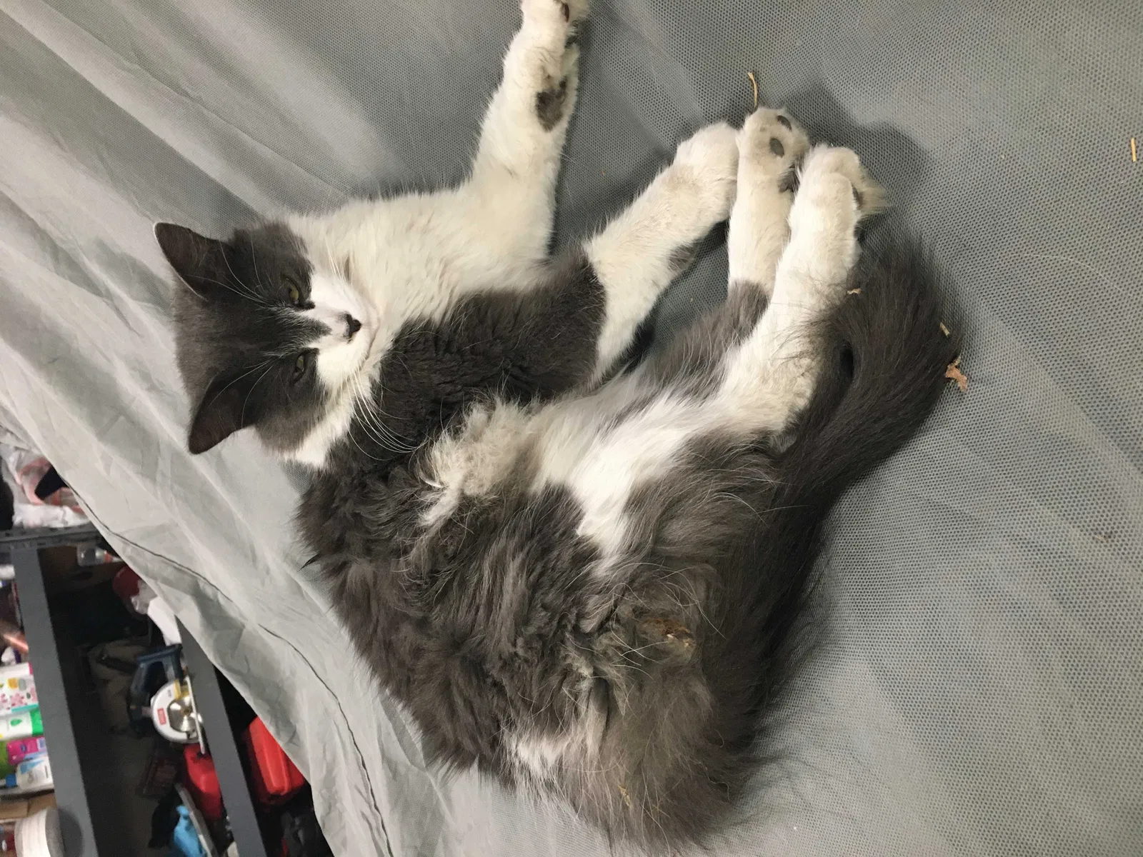 Lost cat in Vacaville, CA, 95688