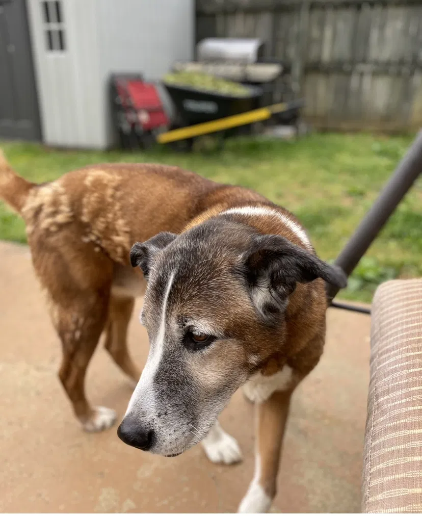 Lost dog in Fairview, TN, 37062