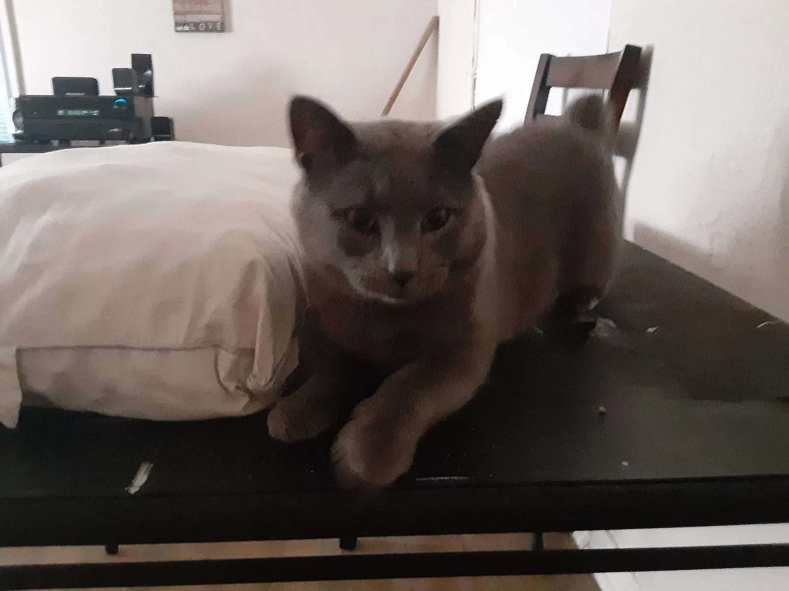 Lost cat in Killeen, TX, 76541
