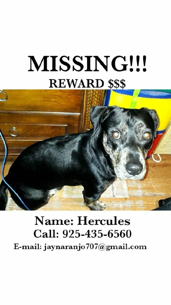 Lost dog in Pittsburg, CA, 94565
