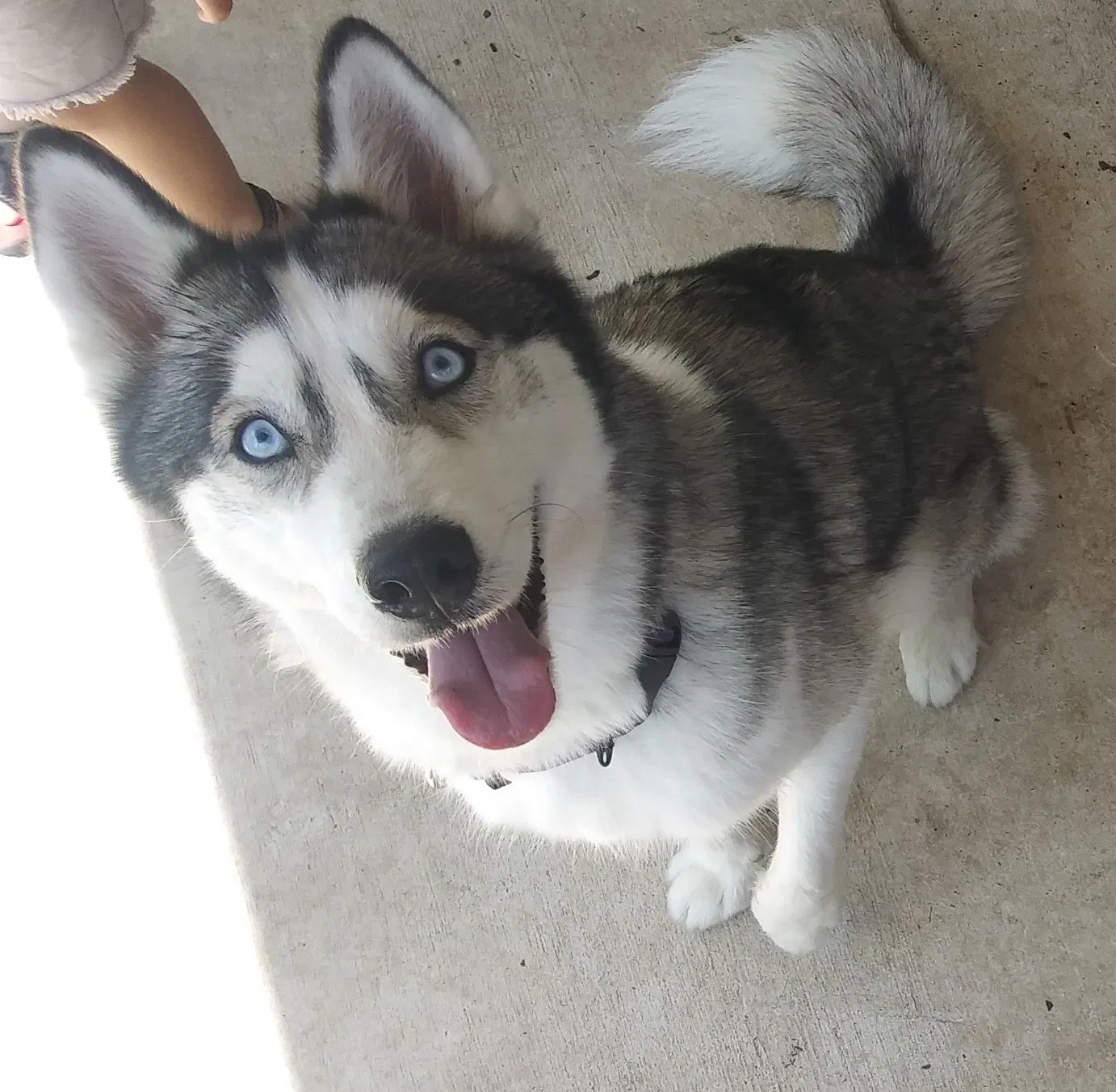 Lost dog in San Antonio, TX, 78224