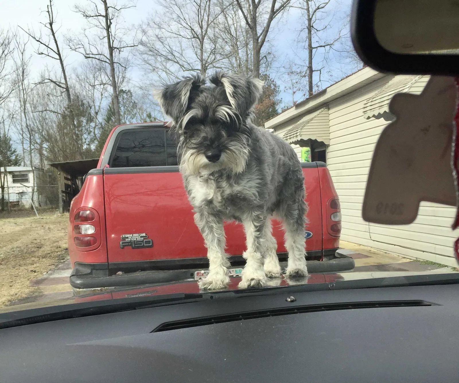 Lost dog in Attalla, AL, 35954