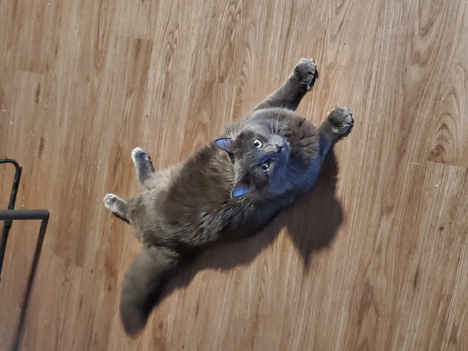 Lost cat in Fort Worth, TX, 76114