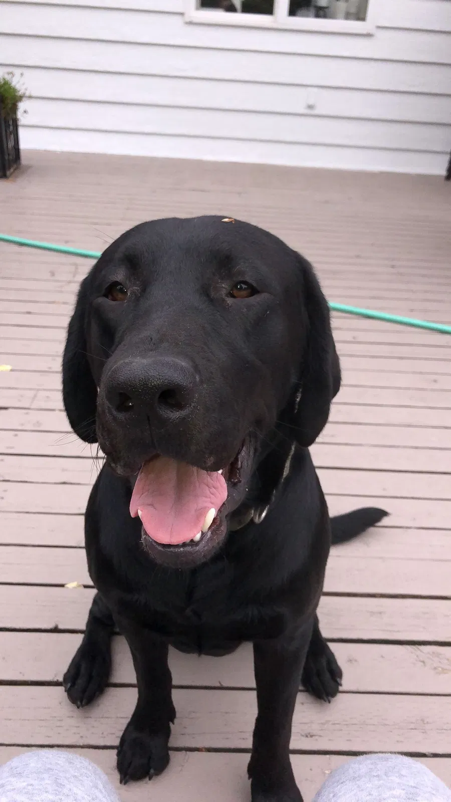 Lost dog in Auburn, WA, 98092