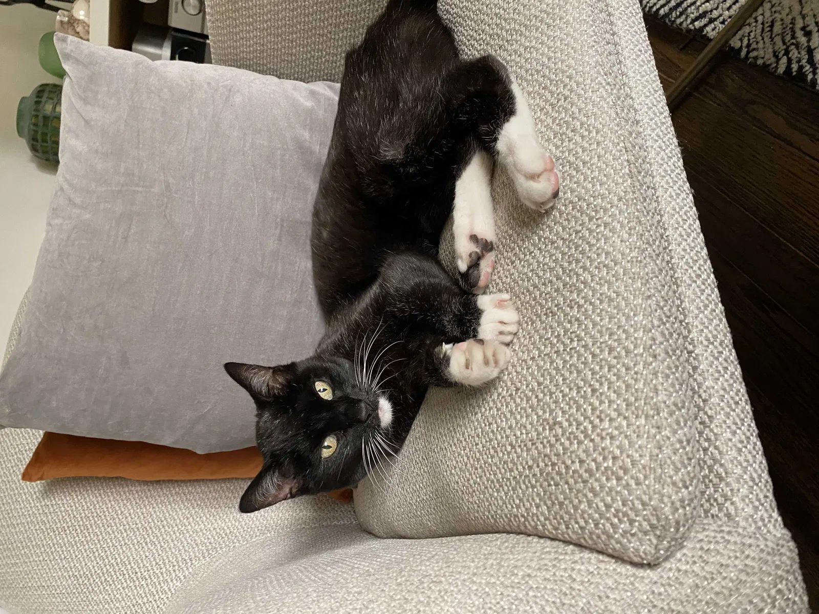 Lost cat in Walnut Creek, CA, 94595