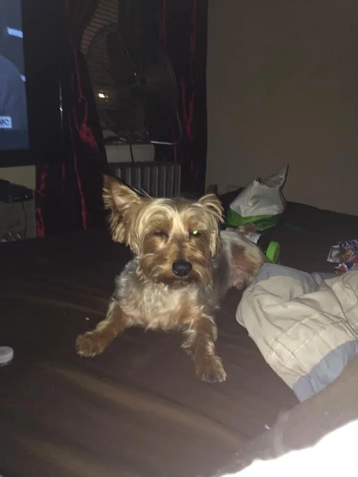 Lost dog in Chicago, IL, 60621