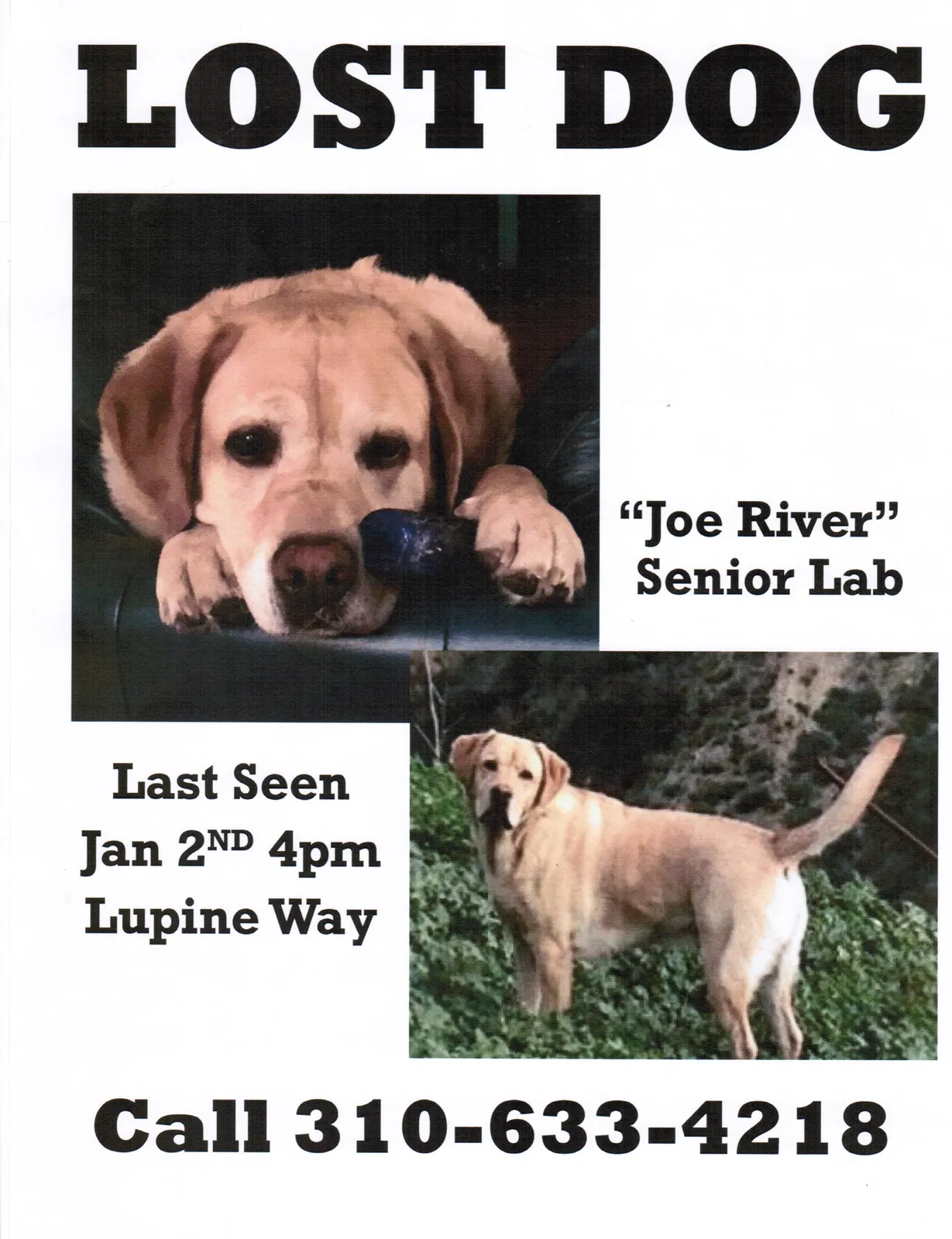 Lost dog in Ventura, CA, 93001