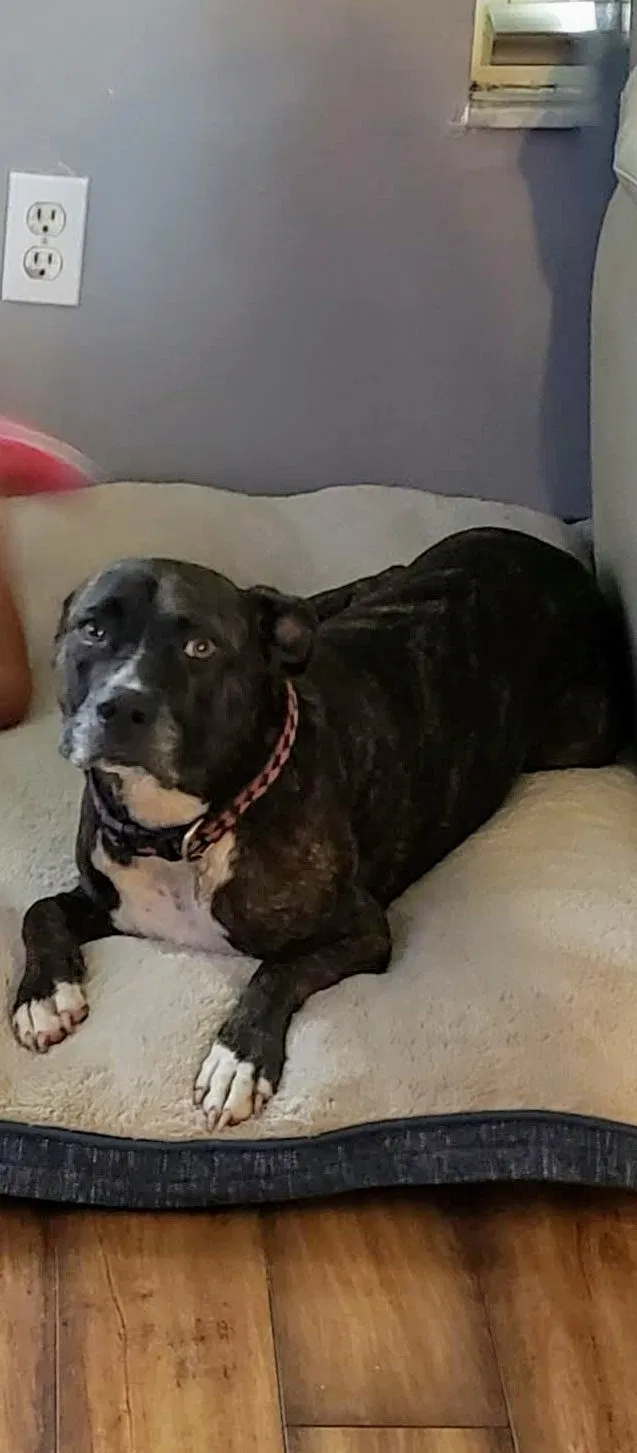 Lost dog in Lehigh Acres, FL, 33971