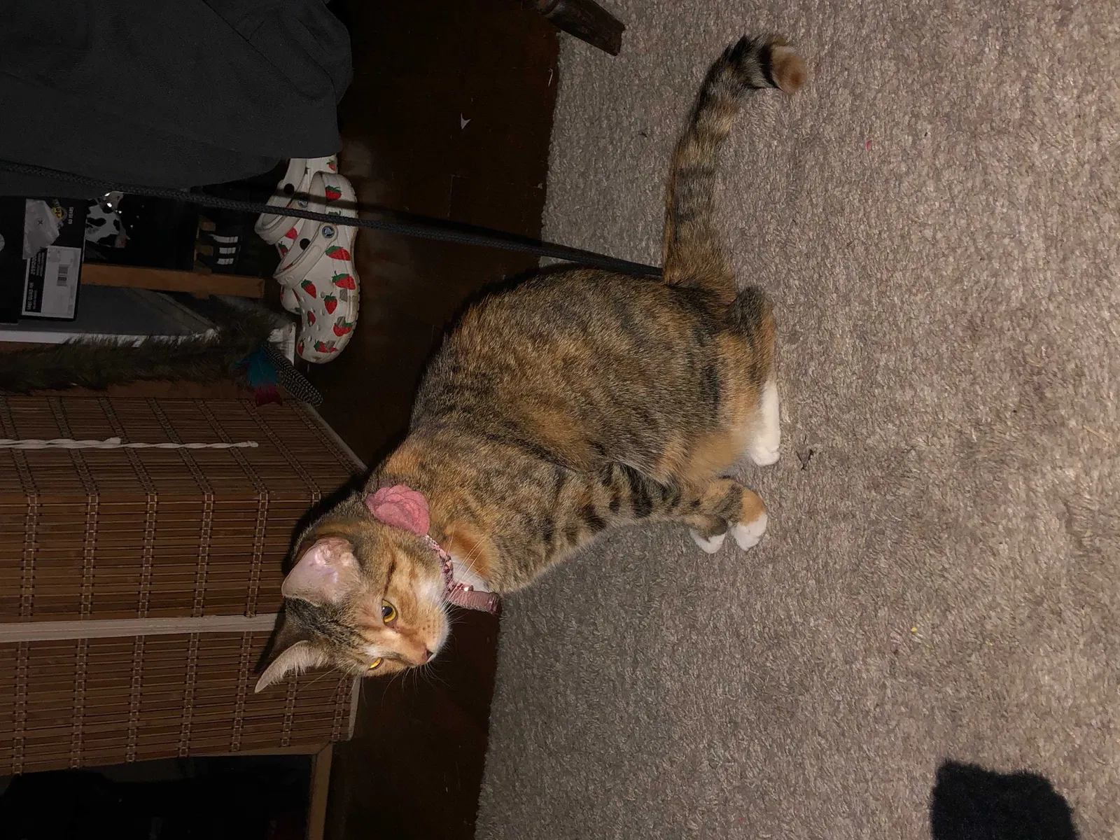 Lost cat in Pittsburgh, PA, 15208