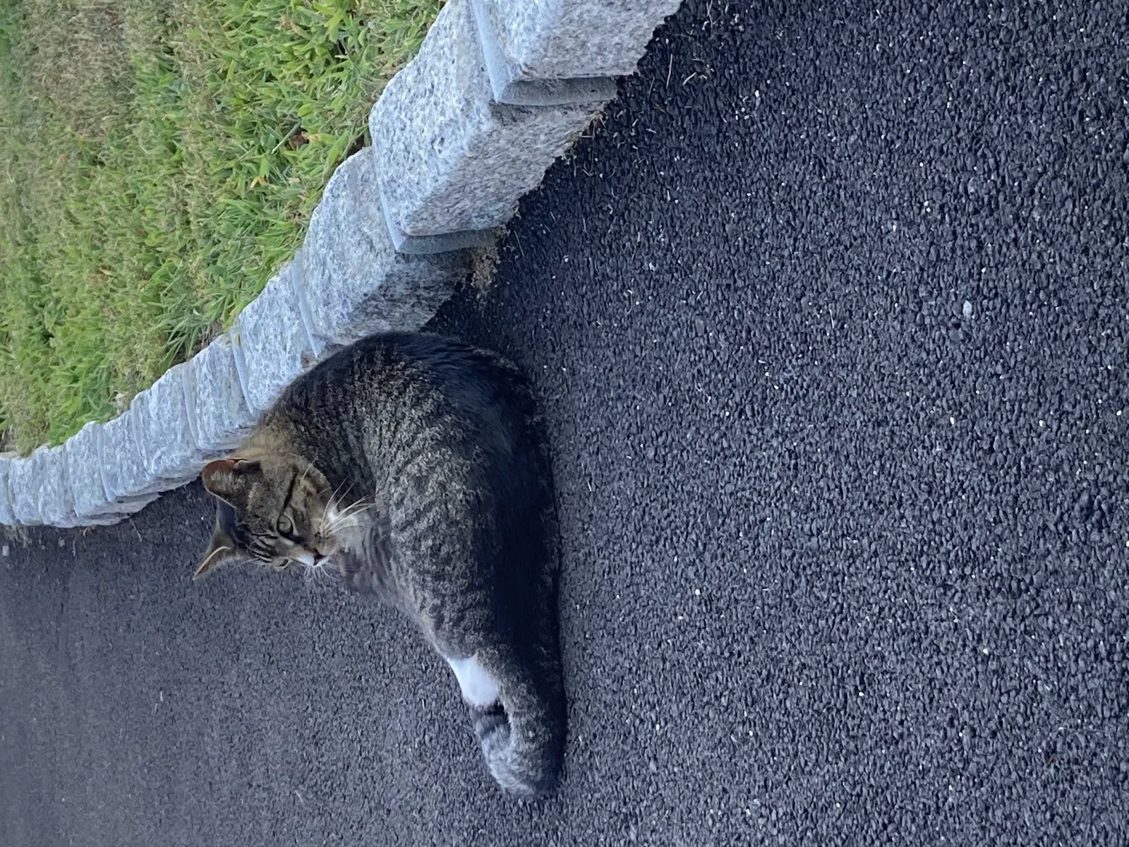 Lost cat in Westbrook, CT, 6498