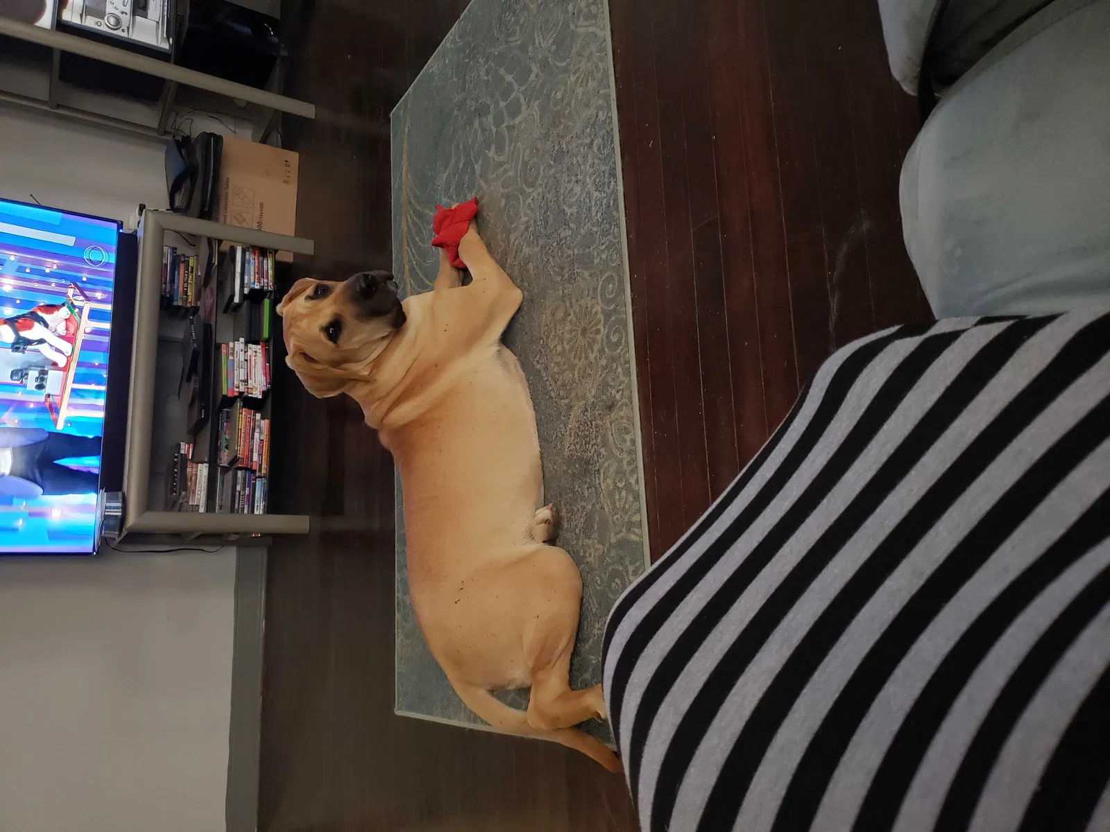 Lost dog in Jackson, MS, 39209