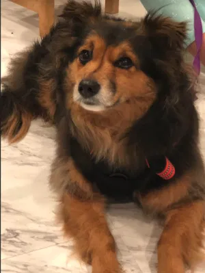 Found dog in Fremont, CA, 94555