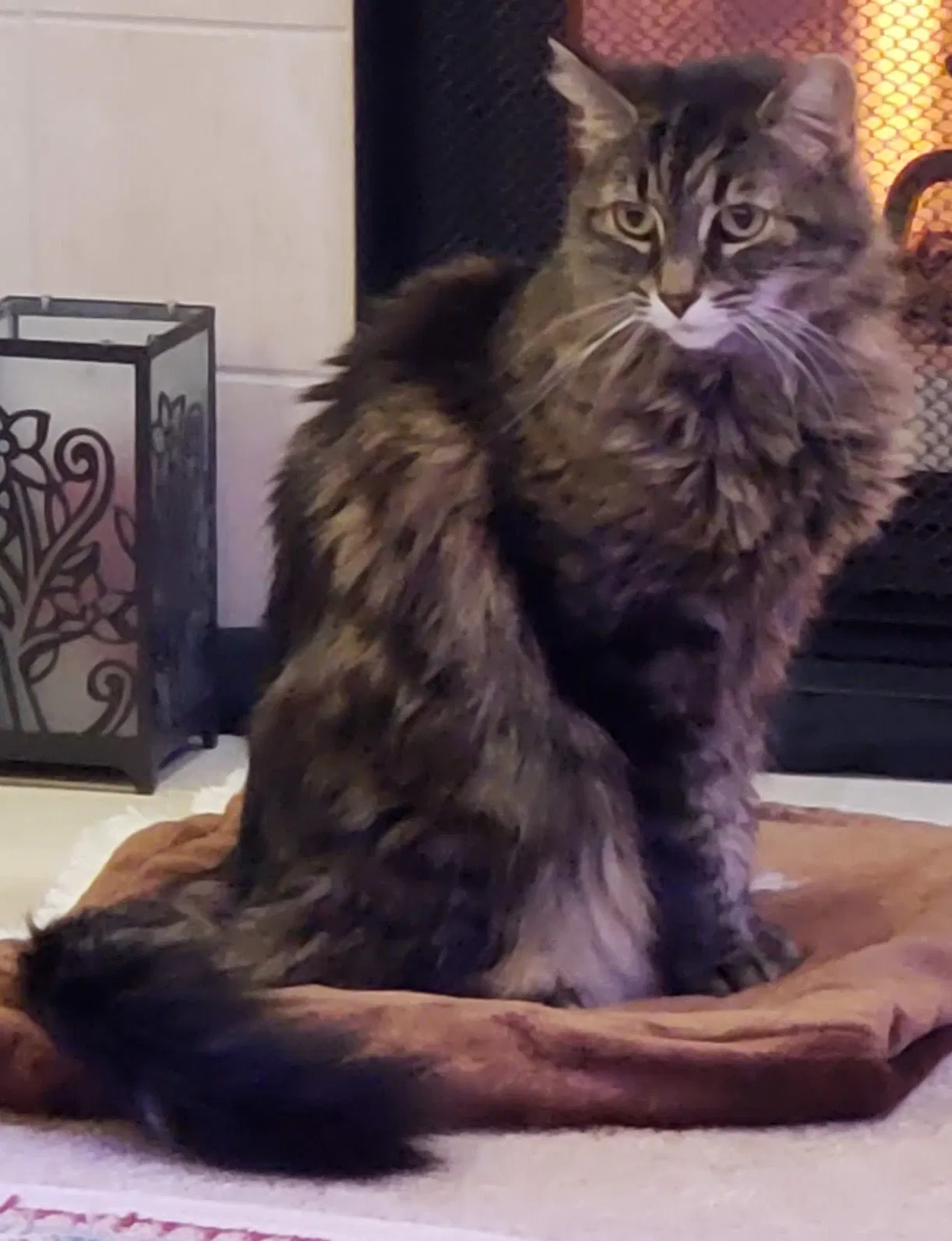 Lost cat in Federal Way, WA, 98003