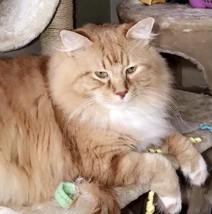Lost cat in Tulsa, OK, 74133