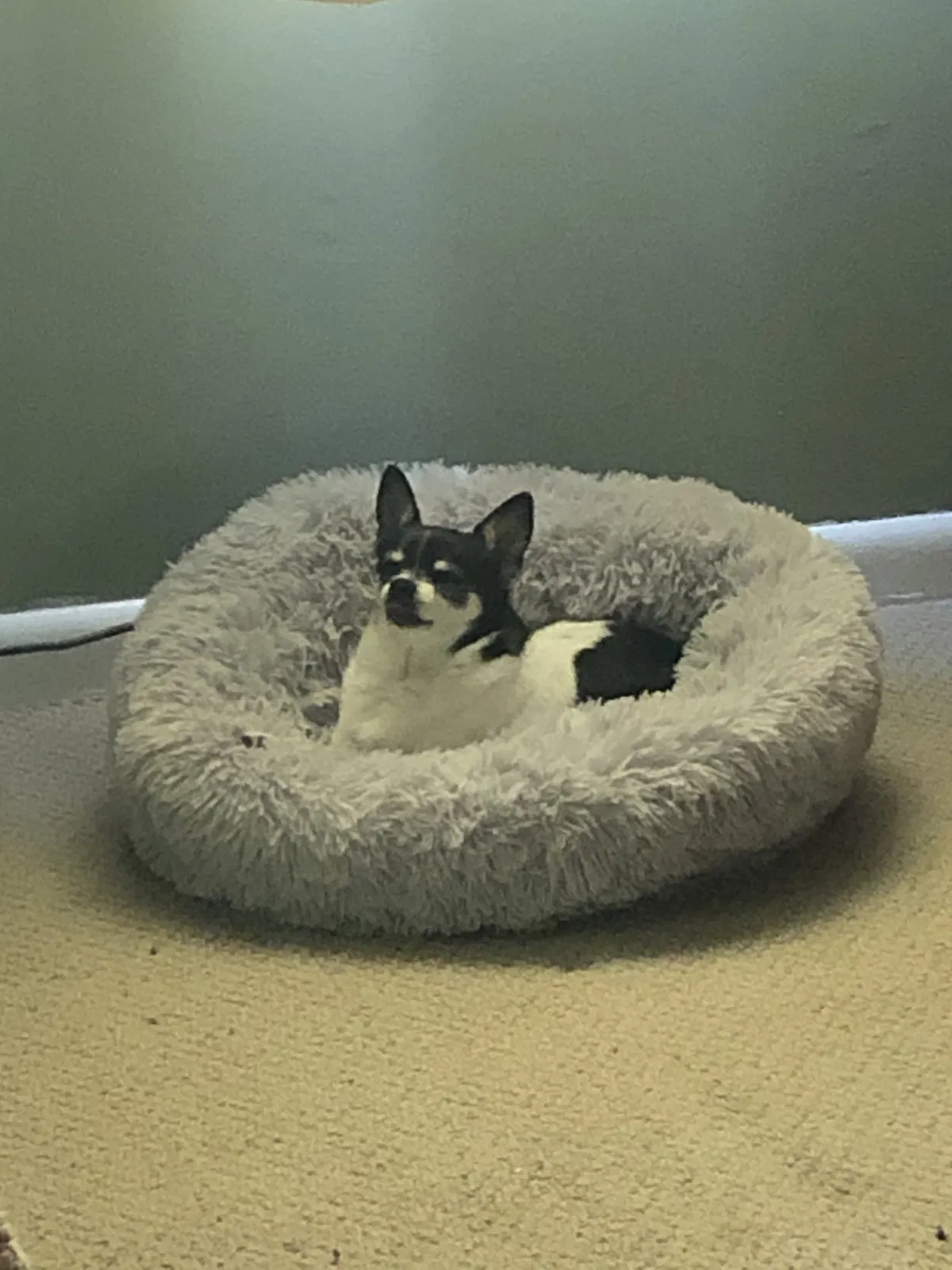 Lost dog in Greensboro, NC, 27407