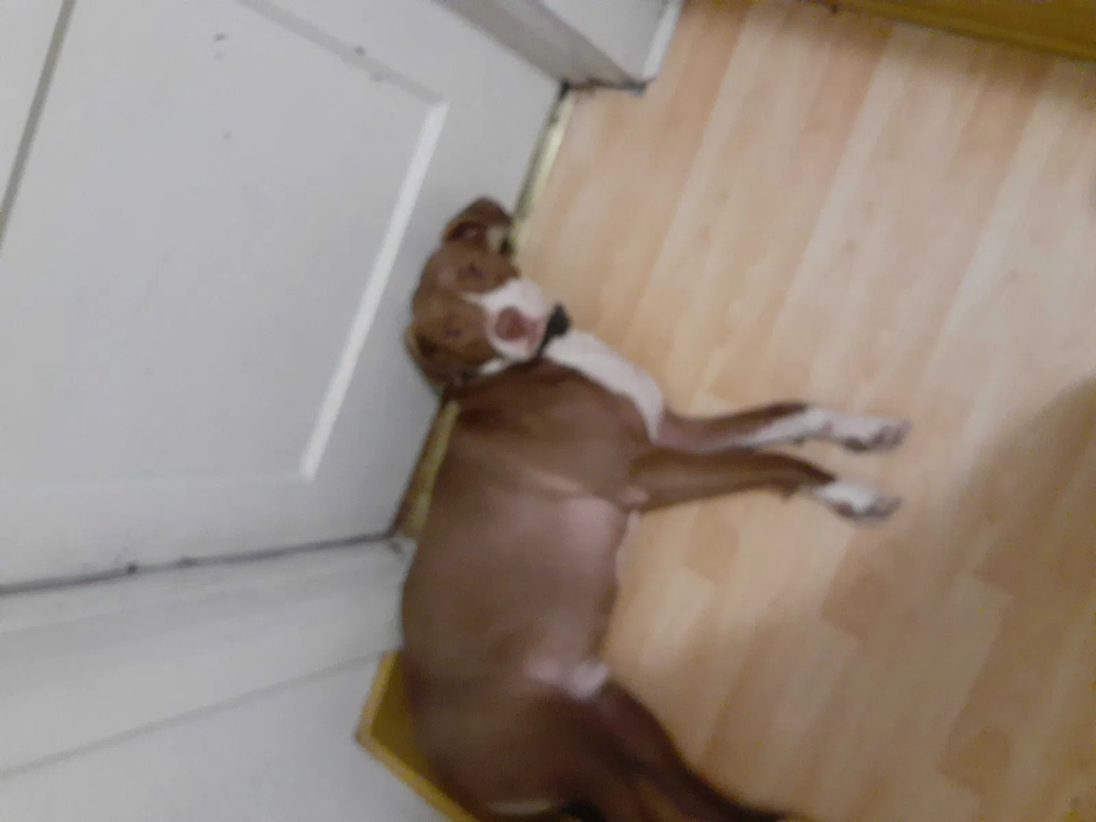 Lost dog in Youngstown, OH, 44502