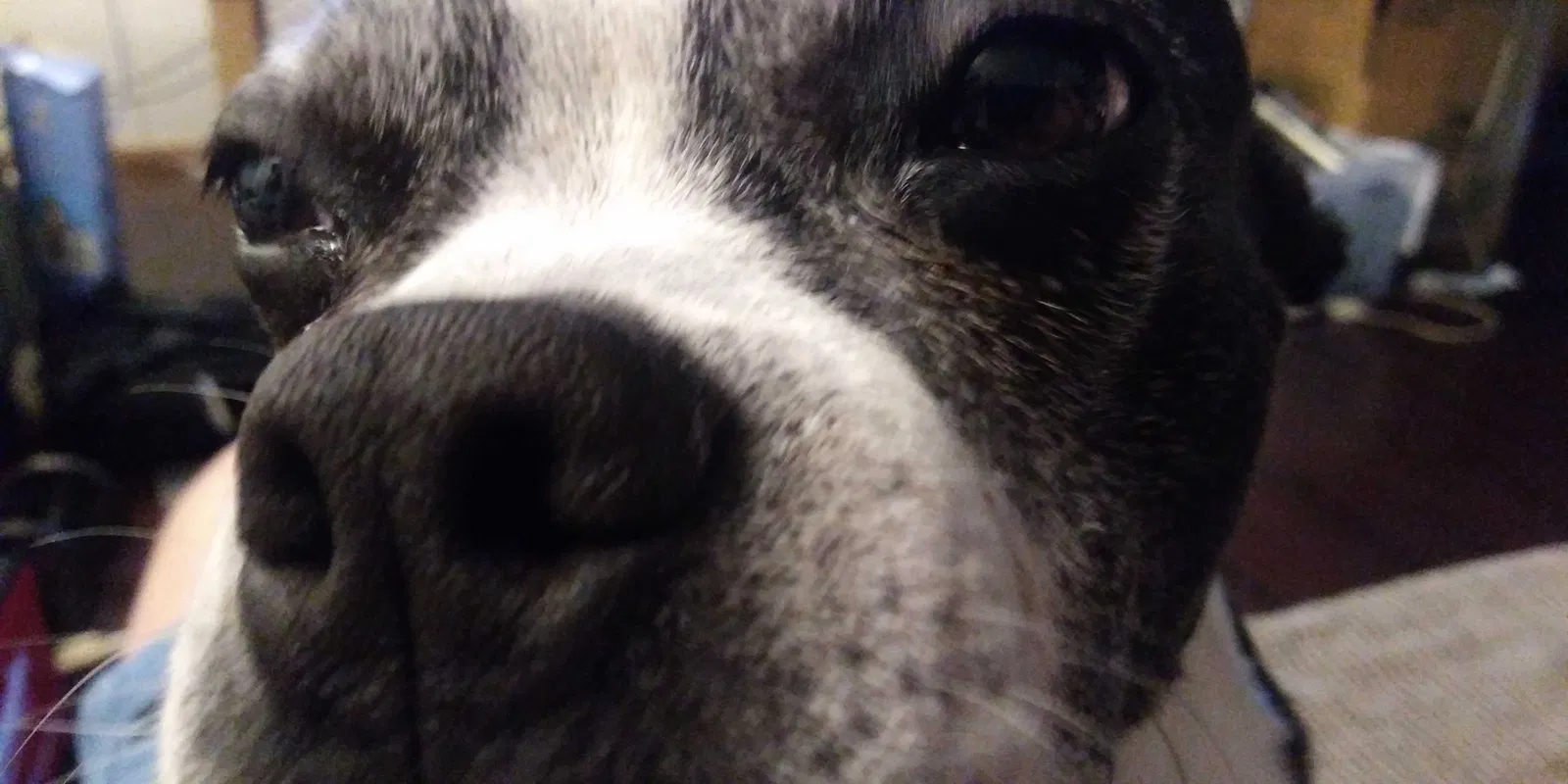 Lost dog in Punta Gorda, FL, 33955