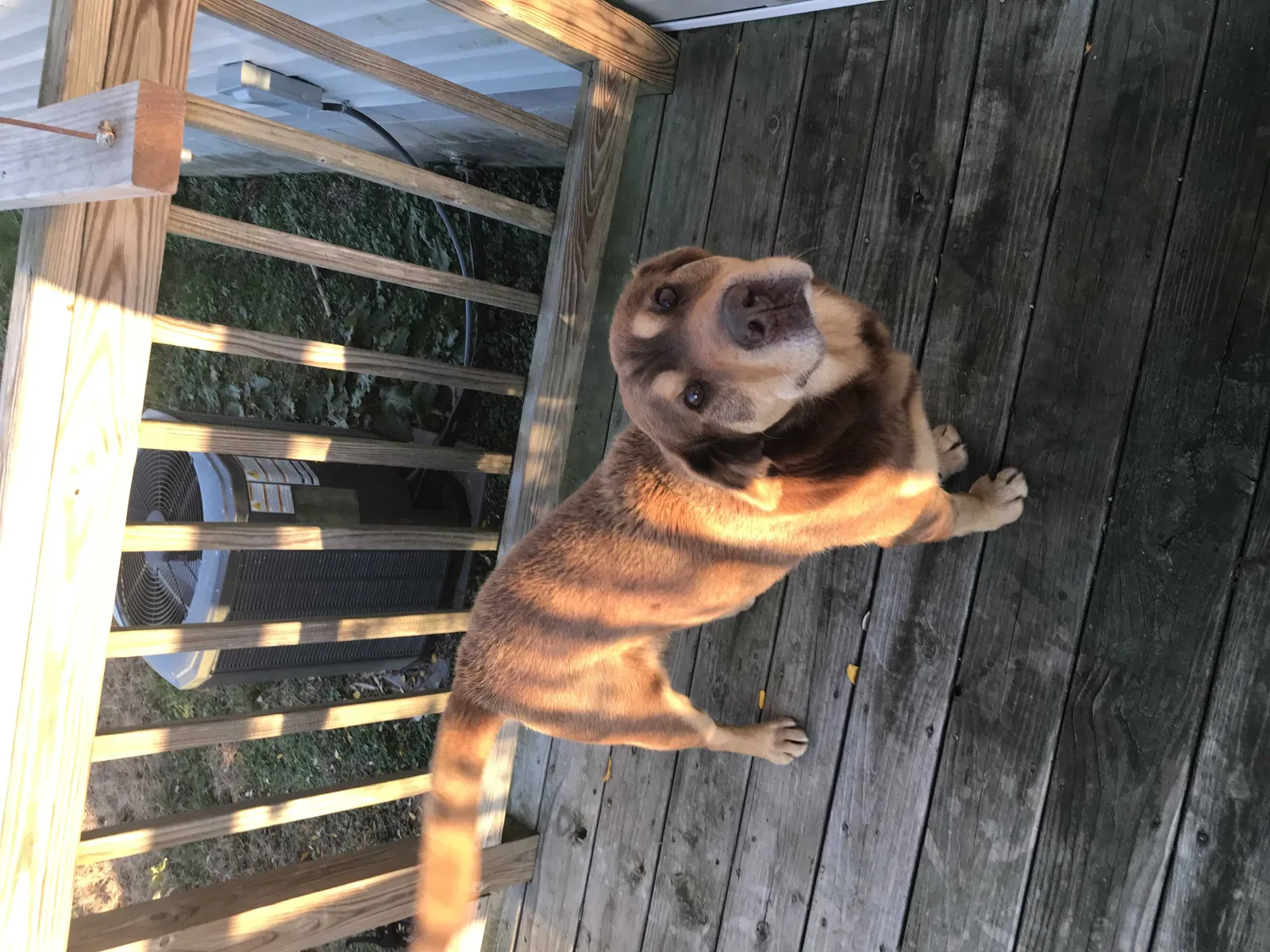 Lost dog in Amelia Court House, VA, 23002