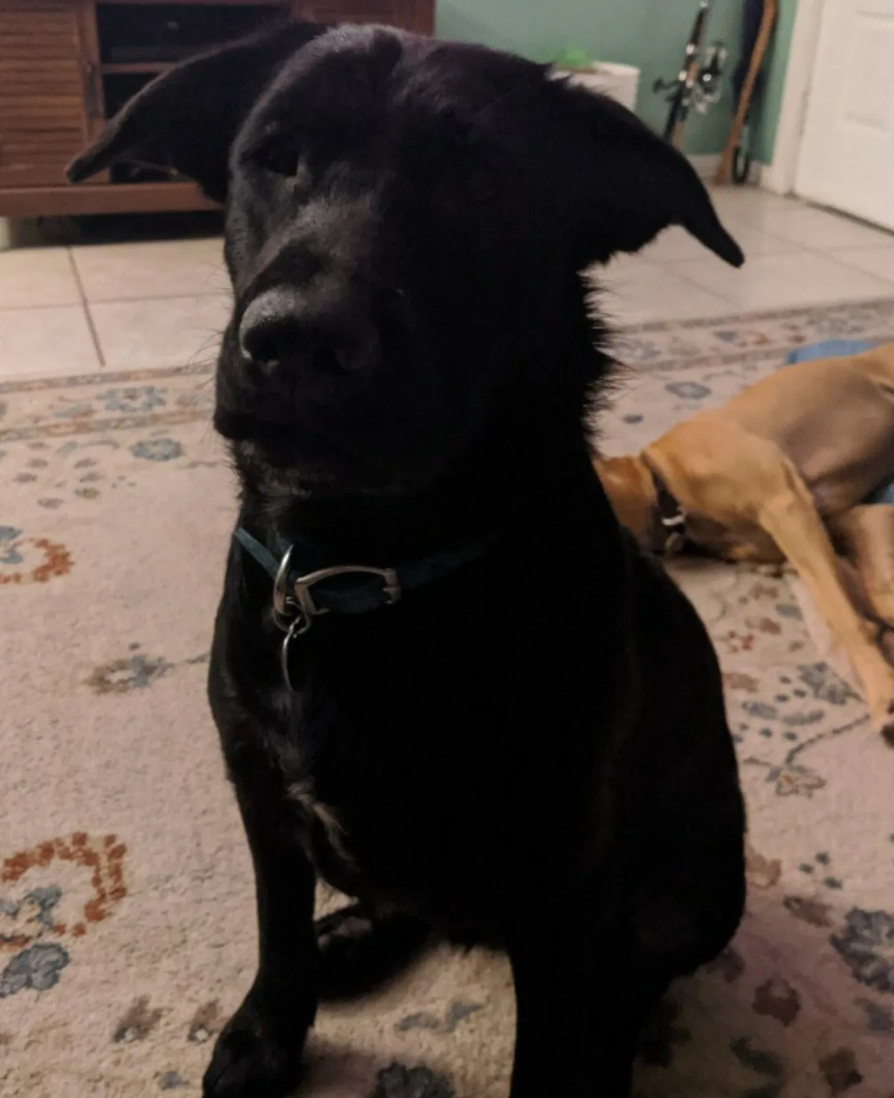 Lost dog in Corpus Christi, TX, 78415