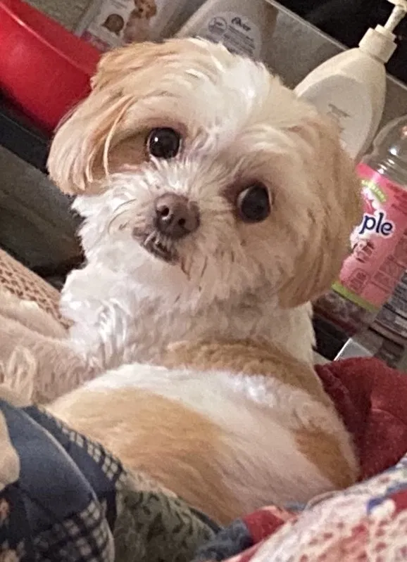 Lost dog in Killeen, TX, 76549